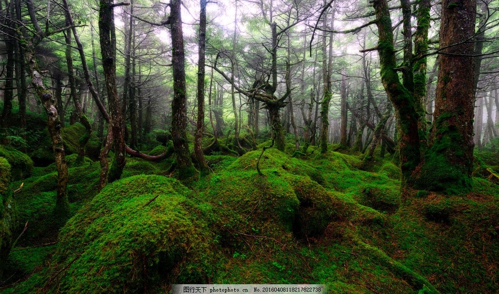 绿色森林 摄影 照片 景色 风景 苔藓 树木 自然景观 自然风景
