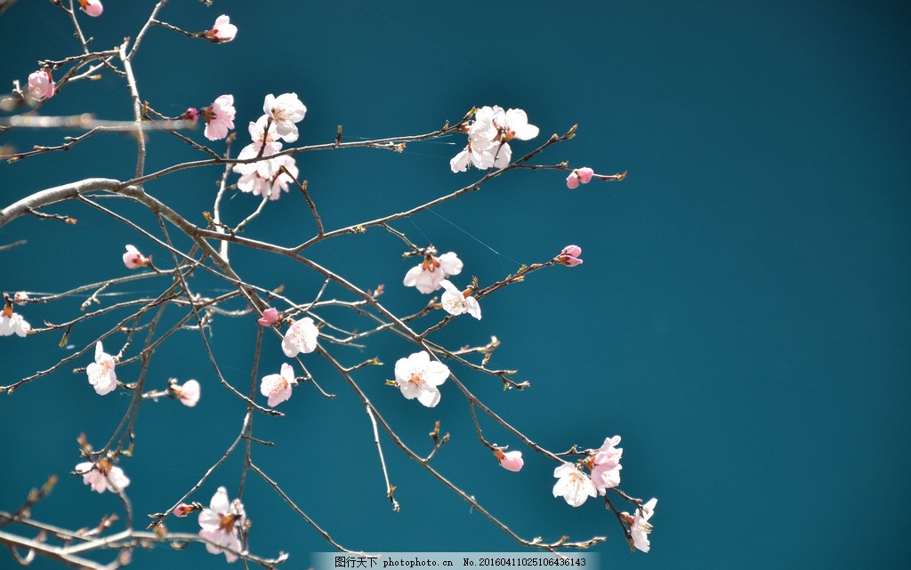 春天 花开时节 spring 九寨沟 意境 风景 摄影 生物世界 花草 300dpi