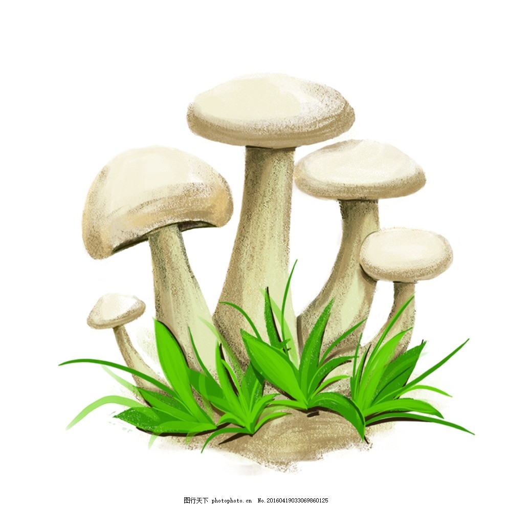 蘑蘑菇