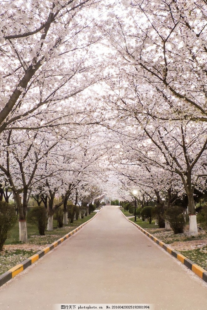 樱花小路 春天 景色 樱花路 风景 摄影素材