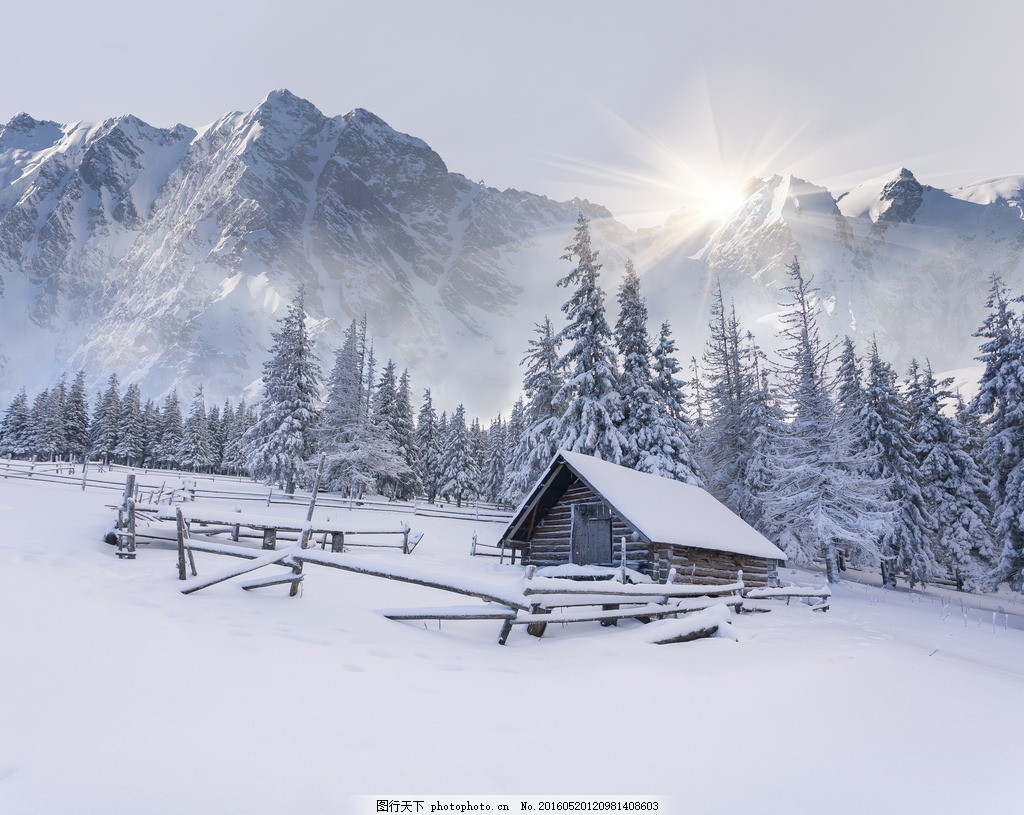 森林 阳光 冬天风景 冬天景色 雪松 冬季风景 冰天雪地 雪 雪景 美景