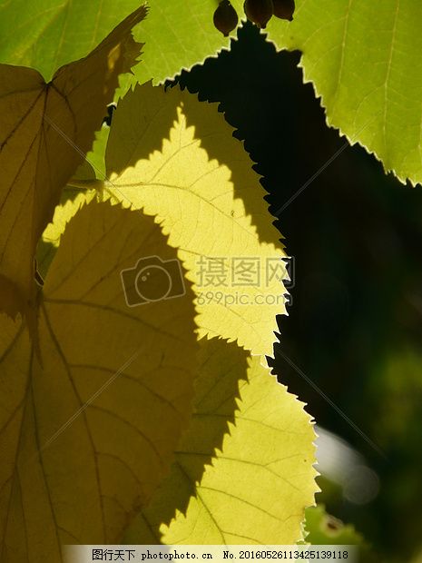 阳光下的树叶 叶子 锯齿状 边缘 智能 叶边距 林德 光阳光 红色图片