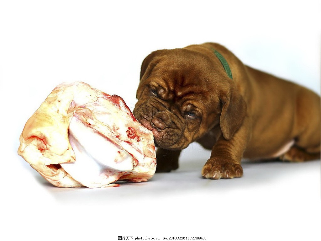 可爱小狗啃骨头图片