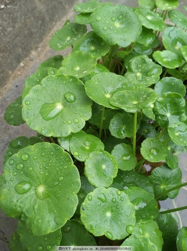 绿色植物 圆叶子 厚