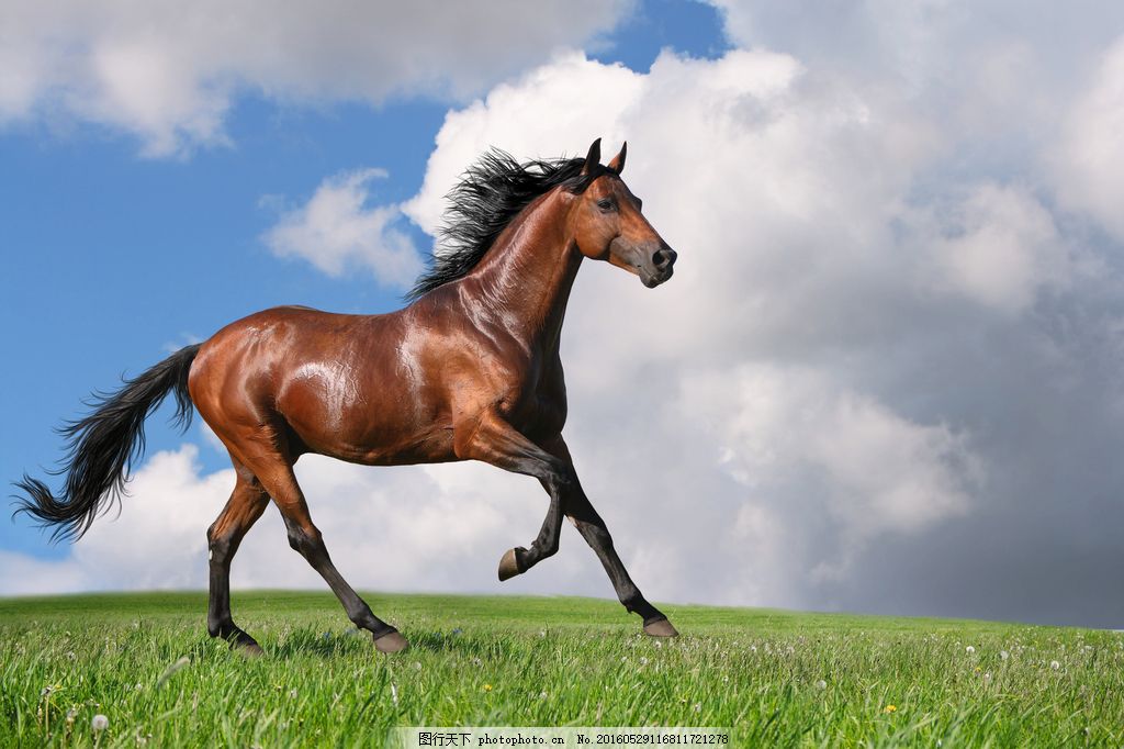 草原上奔跑的马图片