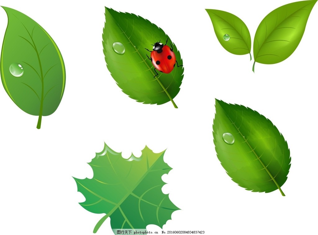 绿色树叶矢量 植物 矢量树叶 树叶素材 矢量树叶素材 绿色树叶素材 矢量绿色树叶 绿色 绿色素材 绿色树叶 叶子 树叶 绿叶 矢量图 素材 手绘素材 矢卡通 矢量 抽象 矢量素材 绿树叶 梦幻树叶素材 动感树叶素材 枫叶 七星瓢虫 设计 广告设计 广告设计 CDR