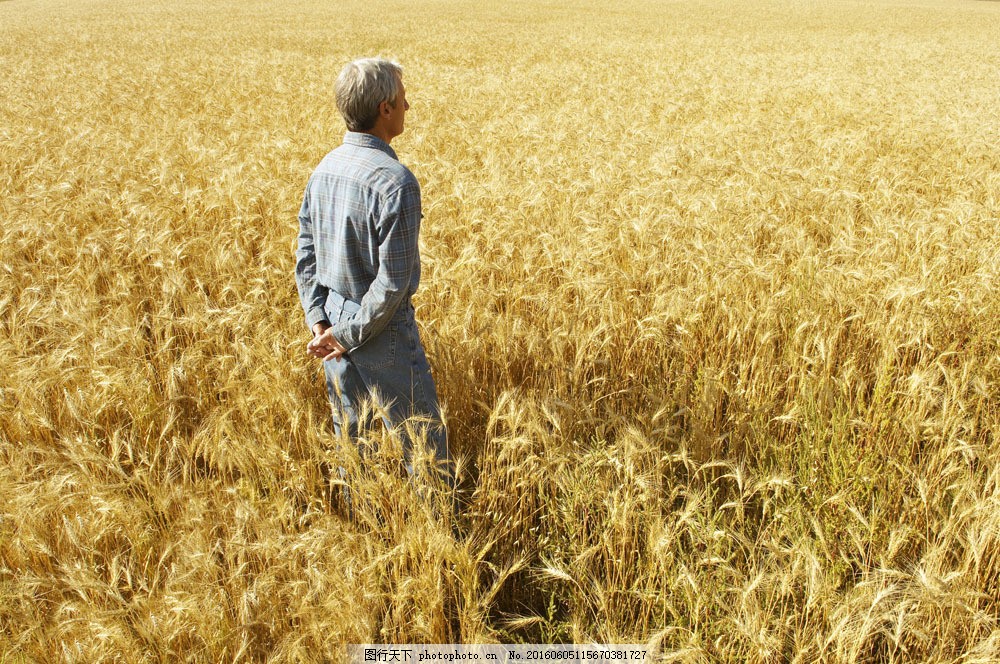 麦地里的人物图片