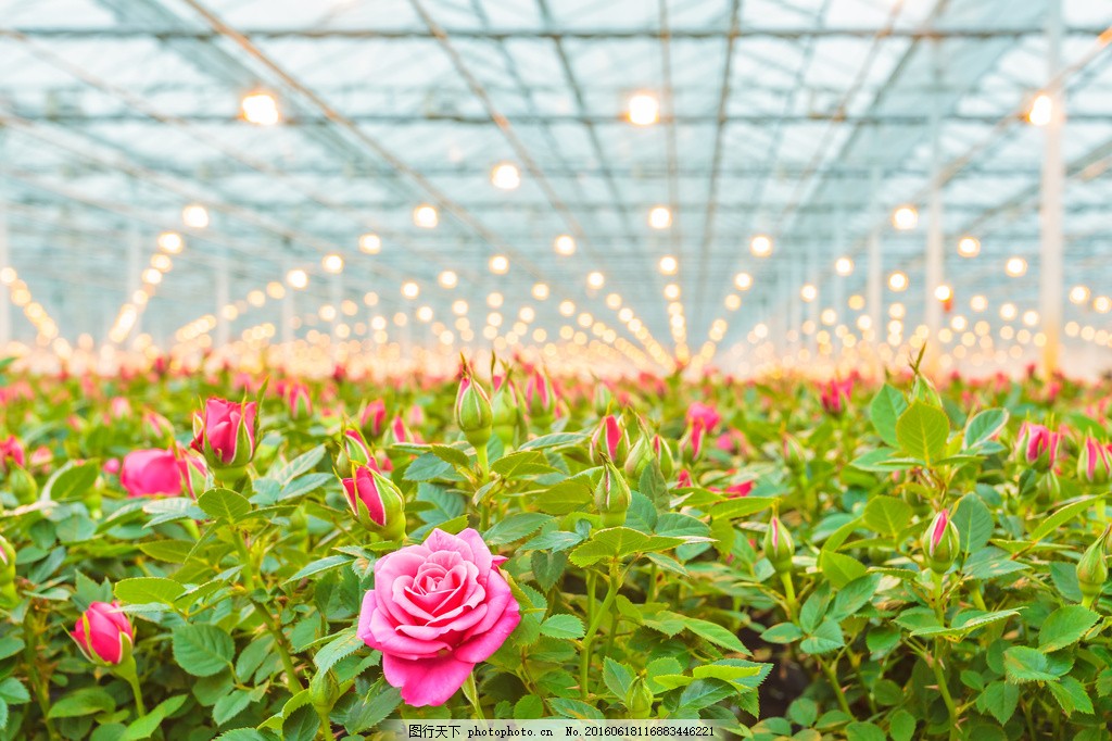 大棚种植玫瑰花图片
