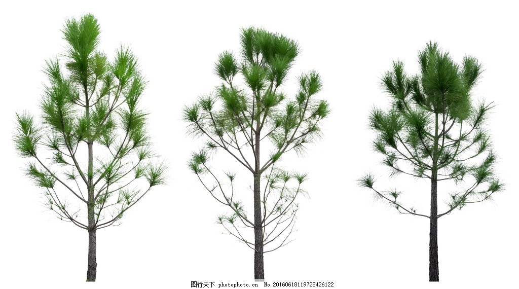 精美高清PSD分层松树素材图片,精美松树 绿色