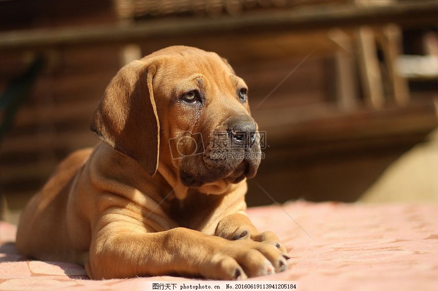 耷拉着耳朵的狗狗图片