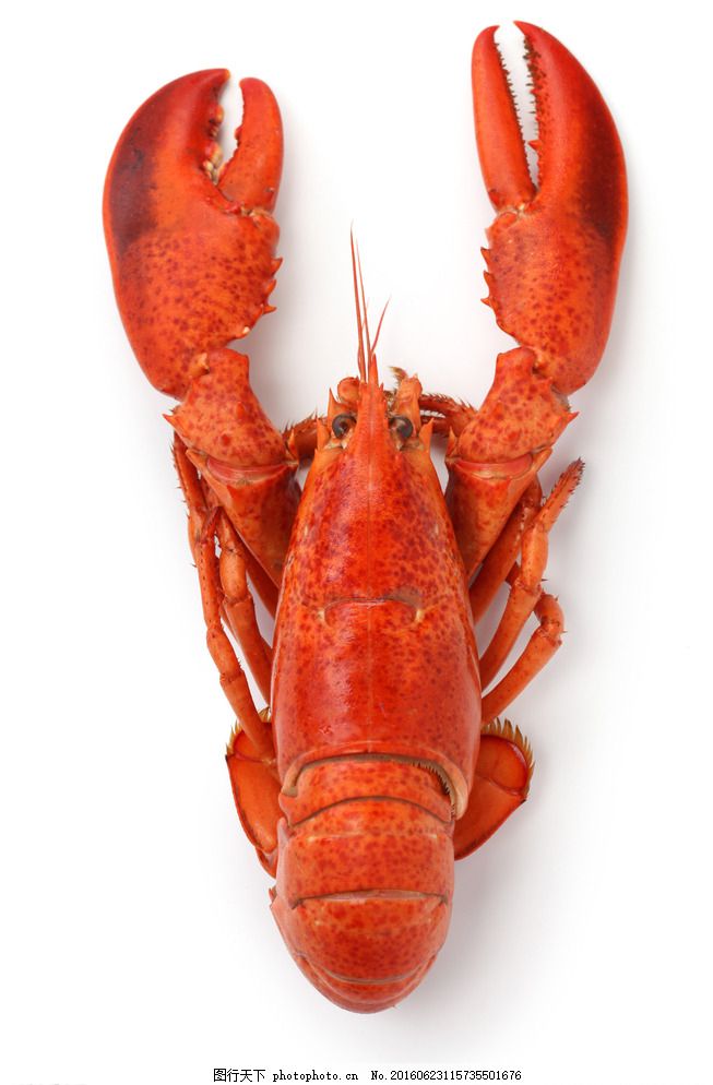大红色龙虾图片