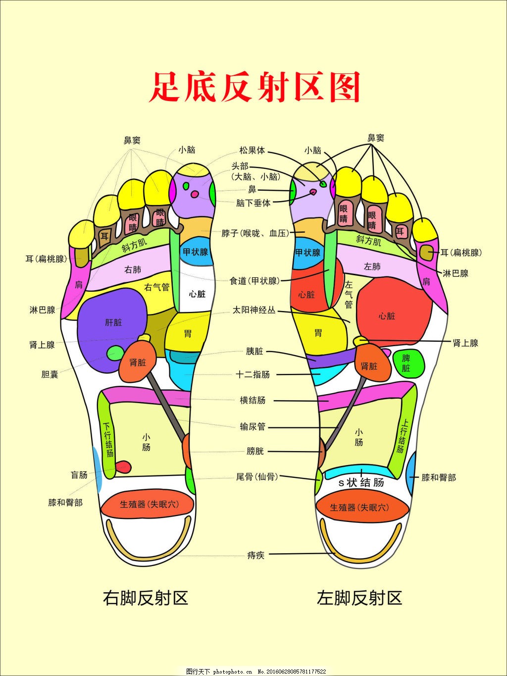 足解剖模型A11311 - 人体解剖-系统解剖学肌肉模型 - 上海佳悦科教设备发展有限公司