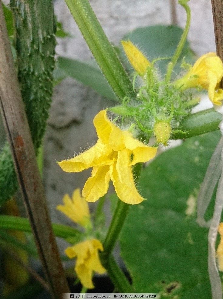 黄瓜花图片 蔬菜 生物世界 图行天下素材网