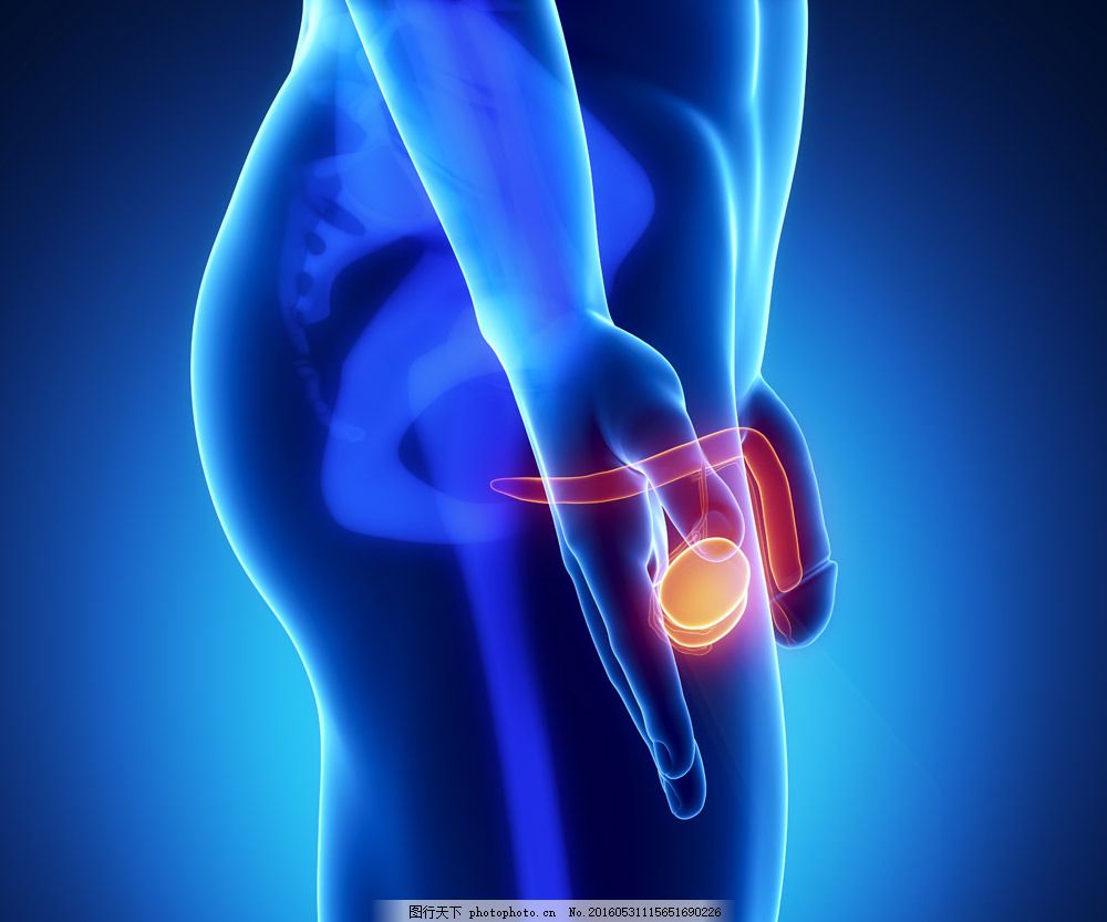 男性生殖器官图片素材,男性生殖器官,睾丸,男性人体器官,医疗科学,医学,人体器官图,人物图片,图片素材