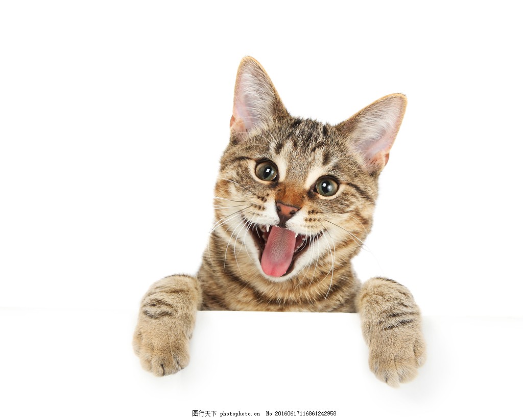 可爱吐舌的小猫咪桌面壁纸 -桌面天下（Desktx.com）
