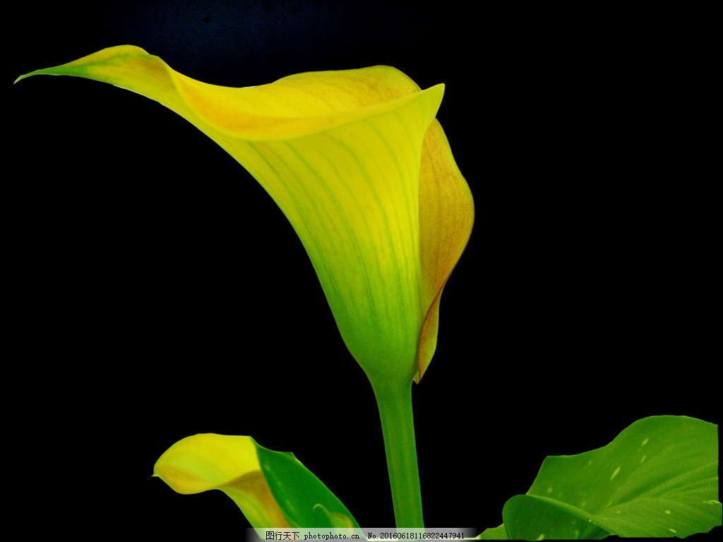 黄色马蹄莲的特写照片摄影图片_ID:304818841-Veer图库