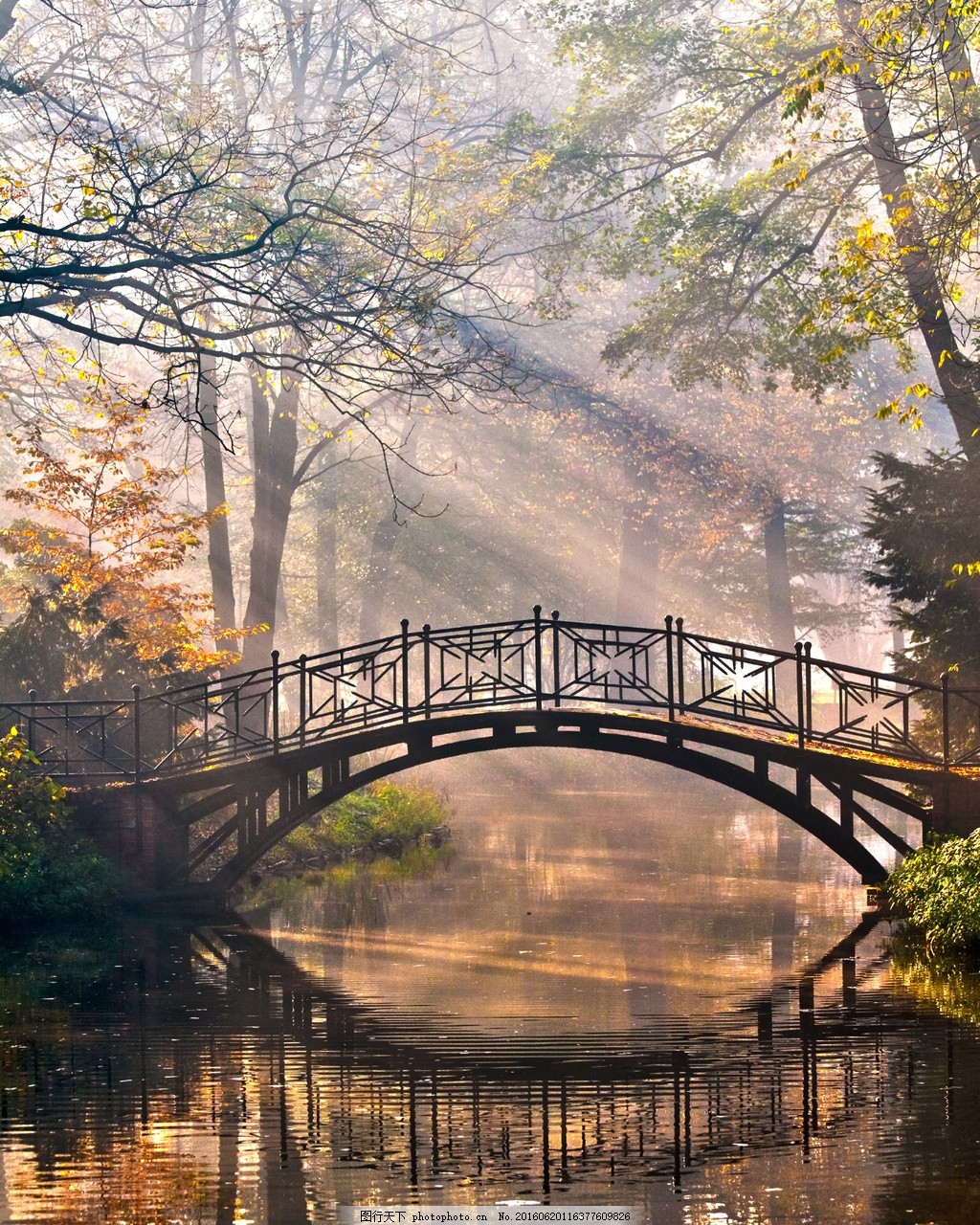 树林里的小桥风景图片