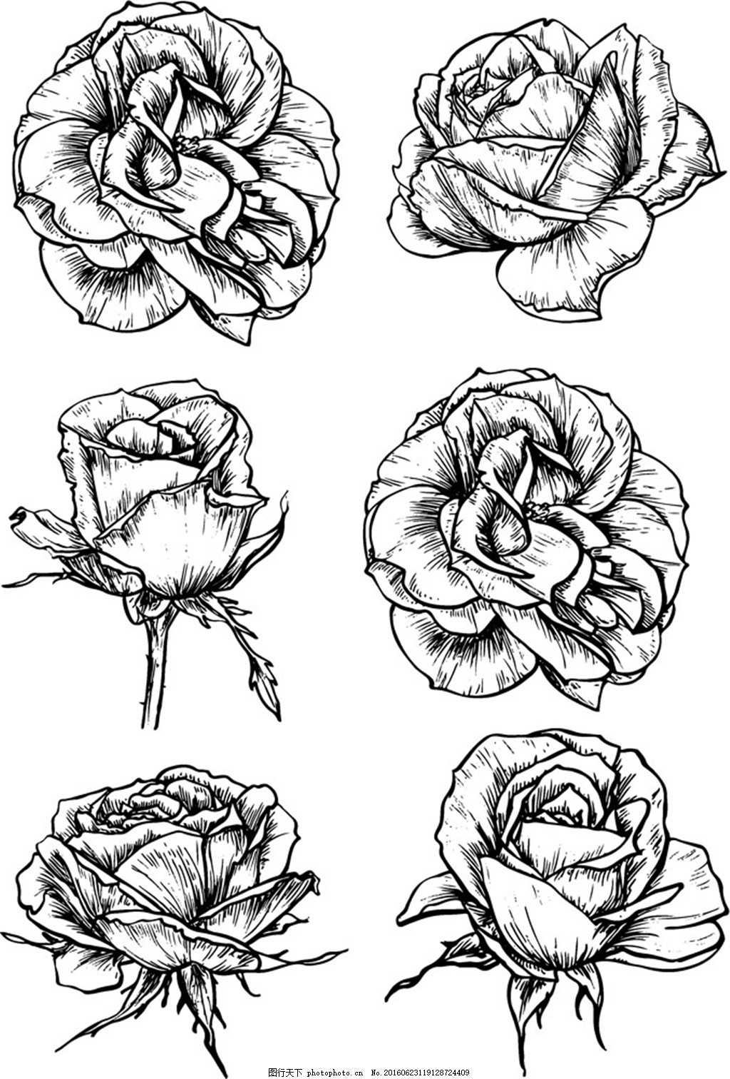 素描玫瑰花图片素材-编号24484129-图行天下