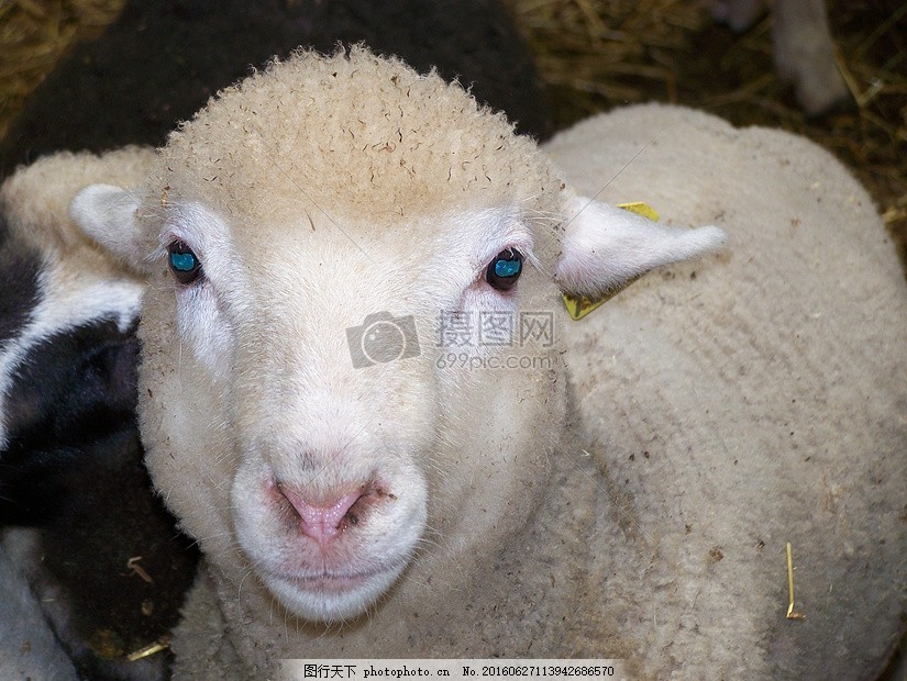 正面的绵羊头图片 动植物 商用素材 图行天下素材网